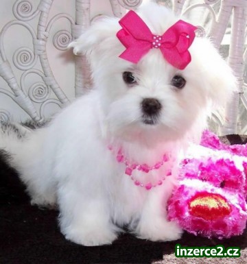 Cute maltské štěňata zdarma Ado_2 261511_2.jpg