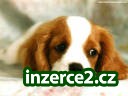 Vydělávejte zajímavé částky z domova_1 261679_1.jpg