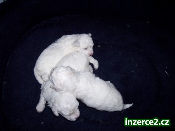 Bichon s PP_1 261726_1.jpg