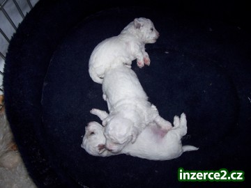 Bichon s PP_2 261726_2.jpg