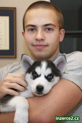 Husky krásné štěně pro přijetí_1 261855_1.jpg