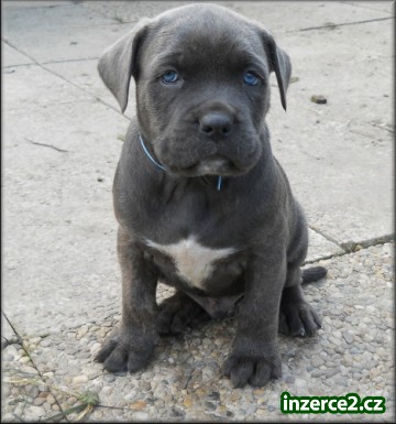 Bandog s PP_1 262090_1.jpg