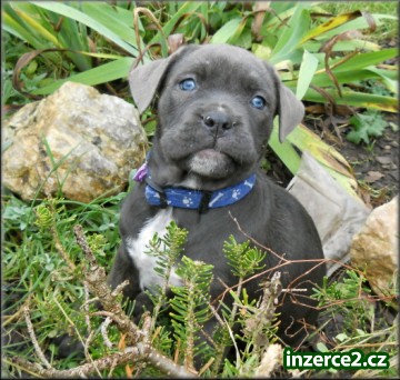 Bandog s PP_2 262090_2.jpg