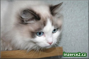 koťátka Ragdoll s PP_1 262292_1.jpg