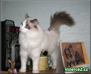 koťátka Ragdoll s PP_2 262292_2.jpg
