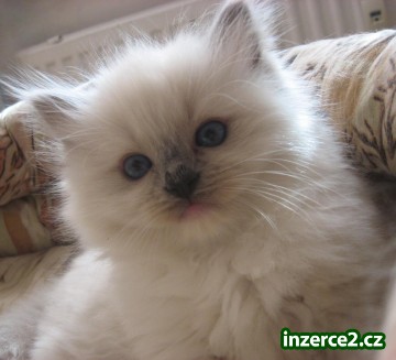 Nabízím nádherná koťátka ragdollů s PP_1 262580_1.jpg