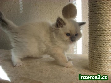 Nabízím nádherná koťátka ragdollů s PP_2 262580_2.jpg