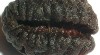 262816_t.jpg