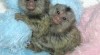 Milující marmosetmonkeys na prodej 262826_t.jpg