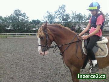Kůň - Honey 14.2hh Reg. velšský D (Nebo Bloodlines)_1 263611_1.jpg