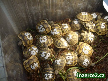 Prodám letošní mláďata želv 2009_1 26377_1.jpg