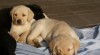 Krásná štěňátka labradorů 264064_t.jpg