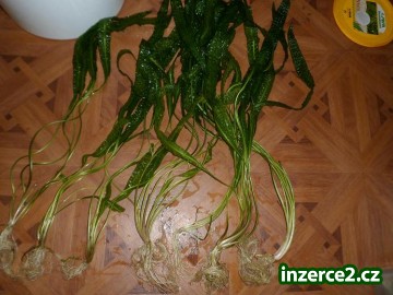 akvarijni kytky_1 264870_1.jpg
