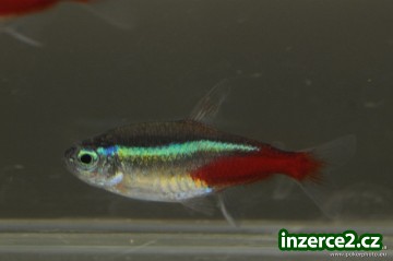 Krásné Akvarijní Rybičky_1 264879_1.jpg