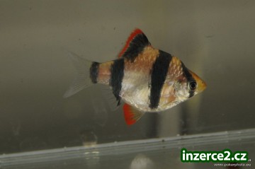 Krásné Akvarijní Rybičky_2 264879_2.jpg
