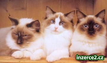 Ragdoll kočičky_1 265203_1.jpg
