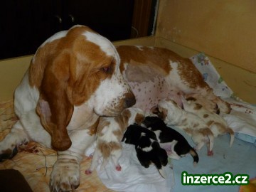 BASSET-HOUND,štěňátka s PP. z CHS Annie van Hallen (CZ)..._1 265234_1.jpg