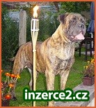 Bullmastiff,Bulmastiff,Bullmastif,Bulmastif,Bulmastiv_1 26526_1.jpg