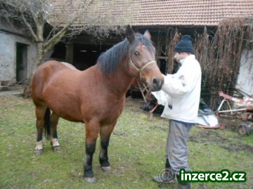 Prodám Polského Chladnokrevníka LEVNĚ!!_1 265848_1.jpg