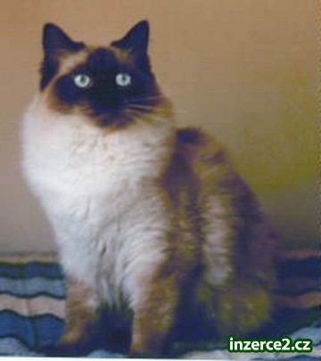 Ragdoll_1 266266_1.jpg