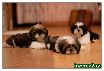SHIH-TZU štěňátka_2 266848_2.jpg