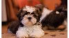 SHIH-TZU štěňátka 266848_t.jpg