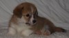 Welsh Corgi Pembrok 267258_t.jpg