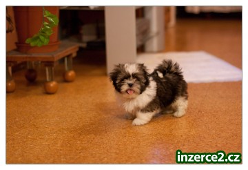 SHIHTZU štěňátka_2 267374_2.jpg