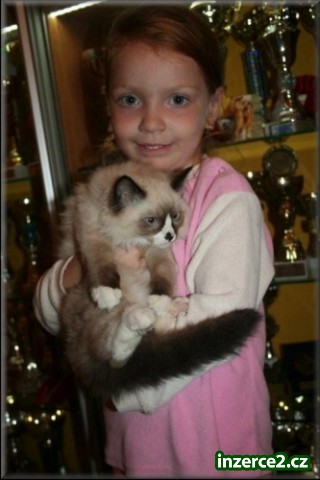koťátka Ragdoll s PP_1 267682_1.jpg