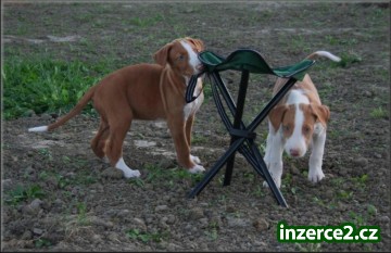 Ibizský podengo_1 268086_1.jpg