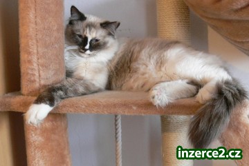 Kočička Ragdoll_1 268709_1.jpg