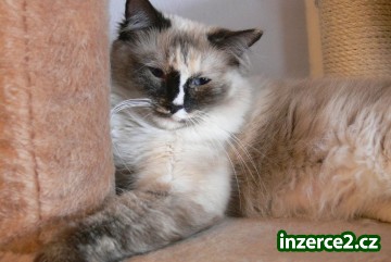 Kočička Ragdoll_2 268709_2.jpg