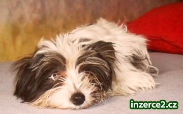 jorkšírský teriér_2 268852_2.jpg