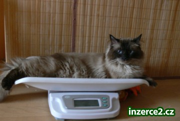 Kocour Ragdoll_1 269068_1.jpg