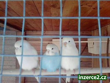 Andulky_1 269679_1.jpg