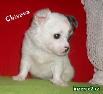 ČIVAVA_1 269759_1.jpg