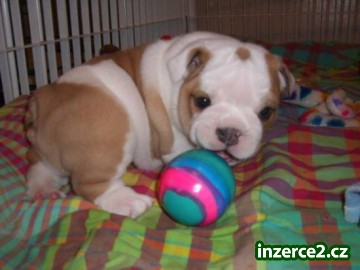 ANGLICKÝ BULDOK (samci a samice 9 wks) právě včas_1 270689_1.jpg