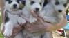 Sibiřský Husky štěňata připravena 270691_t.jpg