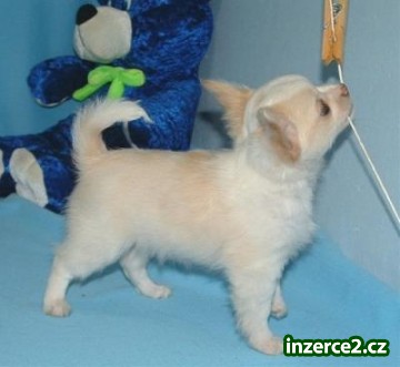 Roztomilý Twin Chihuahua štěňata dnes_1 270695_1.jpg