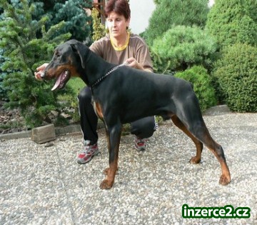 Dobrman_1 27134_1.jpg