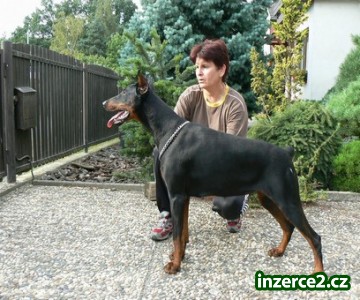 Dobrman_2 27134_2.jpg