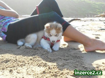 Krásné Sibiřský husky štěňata k přijetí._2 271854_2.jpg