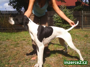 Pointer_1 2721_1.jpg
