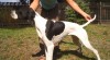 Pointer 2721_t.jpg