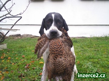 Pointer_2 2722_2.jpg