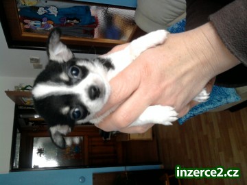 MINI čivava_2 272309_2.jpg