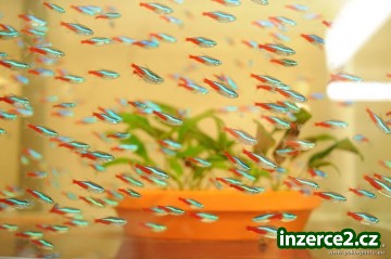 Krásné Akvarijní Rybičky_1 272869_1.jpg