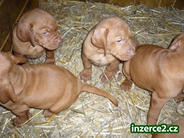 Nabízím štěňata MOK-Vizsla_1 273252_1.jpg