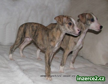 vipet-whippet_1 273560_1.jpg