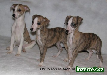 vipet-whippet_2 273560_2.jpg